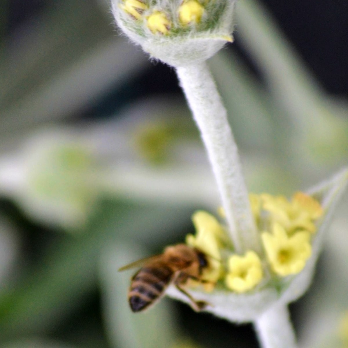 Tofillo krétai hegyi tea, malotira