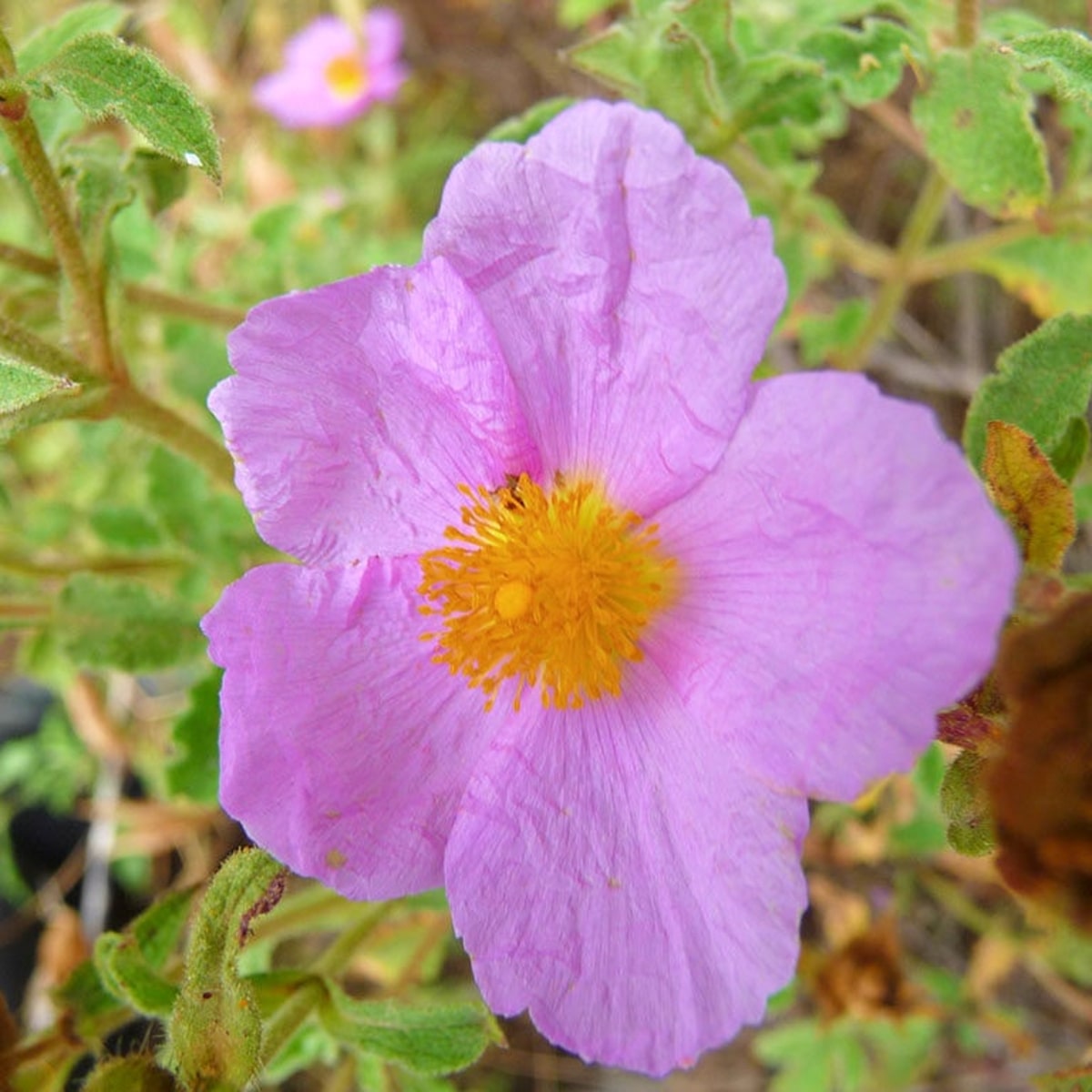 Tofillo krétai bodorrózsa