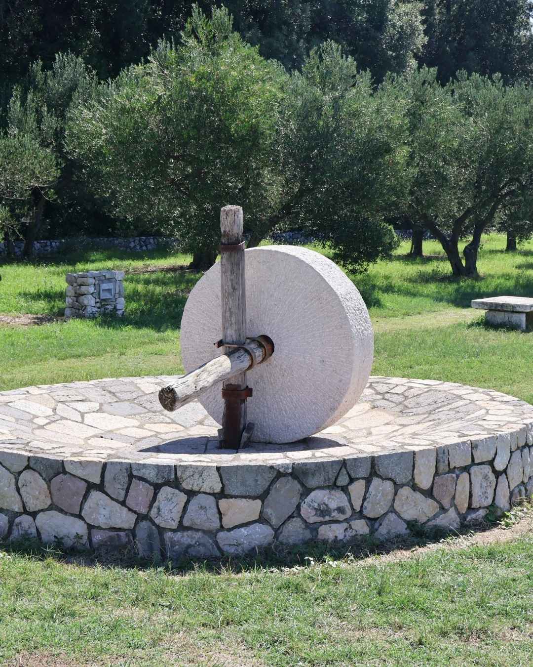 Prémium extra szűz olívaolaj szüret és feldolgozás