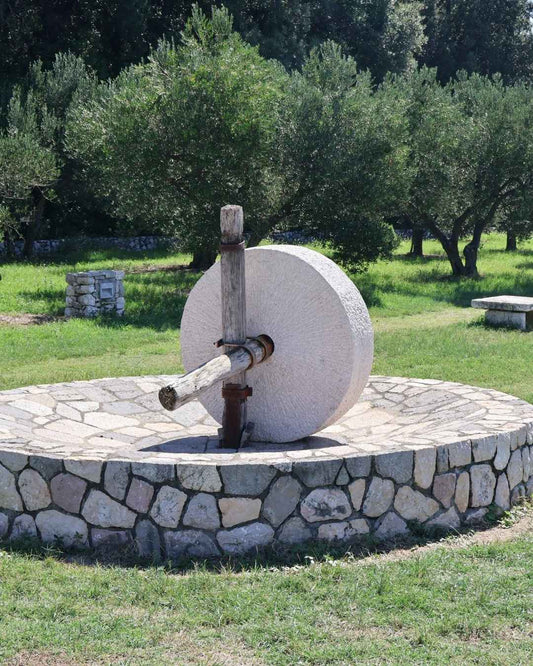 Prémium extra szűz olívaolaj szüret és feldolgozás