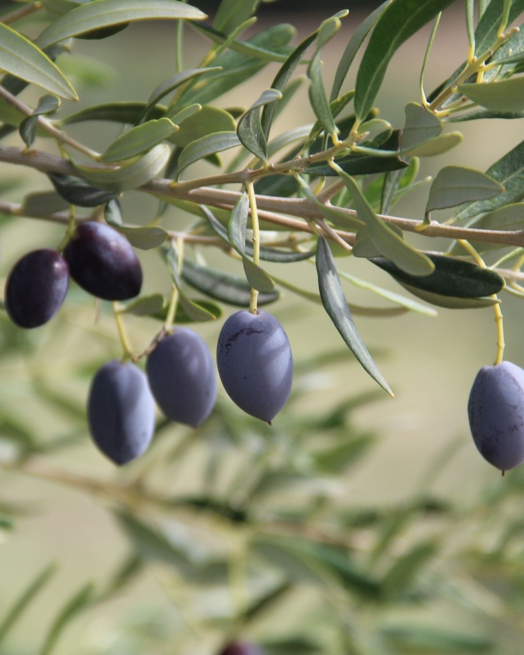 Extra szűz olívaolaj - évjárat