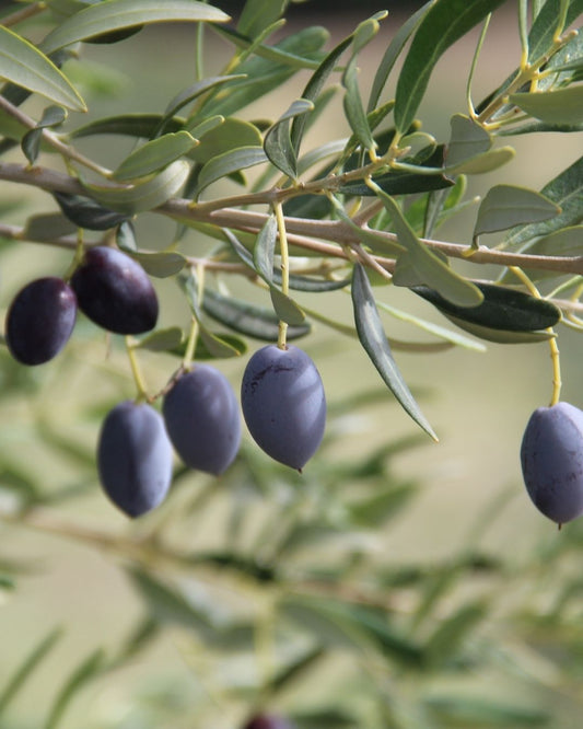 Extra szűz olívaolaj - évjárat