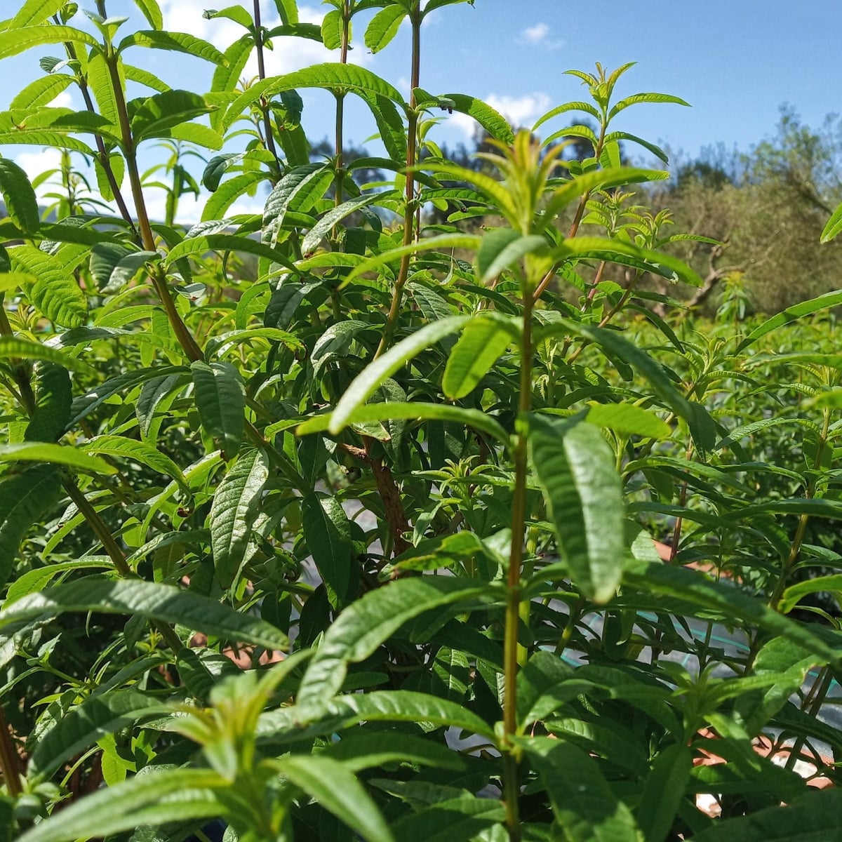 TOFILLO bio-organikus krétai citrom verbéna tea