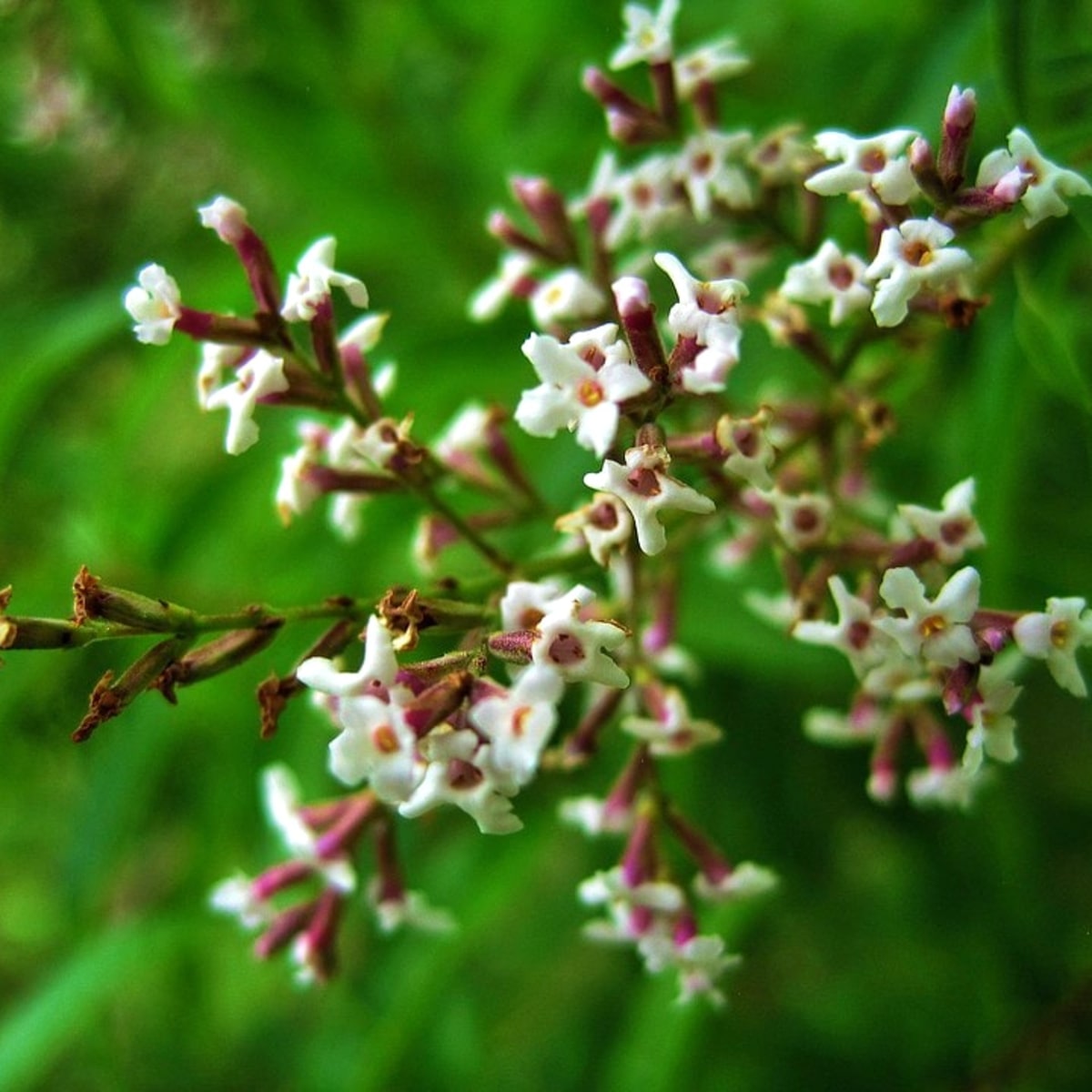 TOFILLO bio-organikus krétai citrom verbéna tea